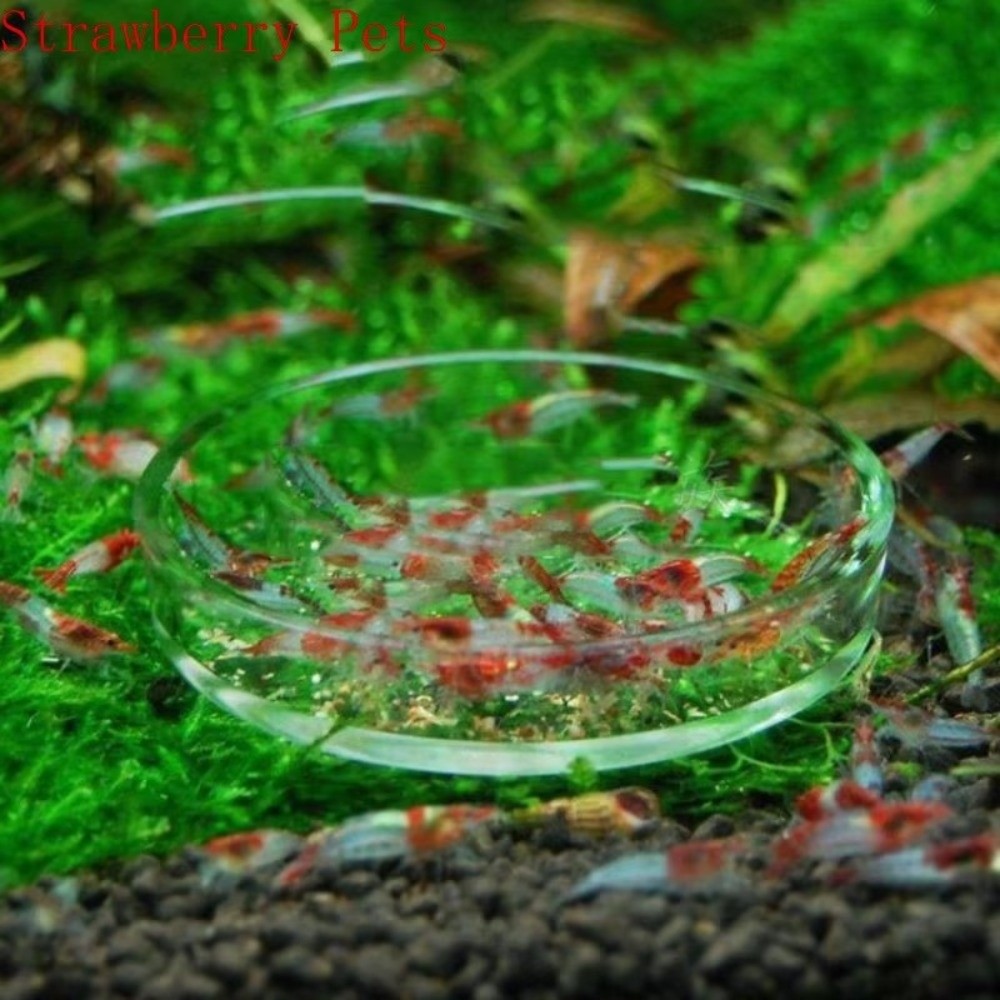 Ciotola per Alimentazione Pesc - Baby Food Shrimp recensione e prezzo